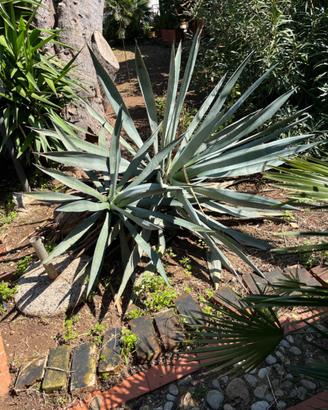 Giardino Agave americana