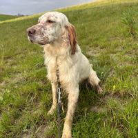 Setter inglese 8 mesi