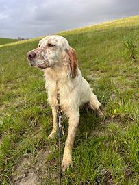 Setter inglese 8 mesi
