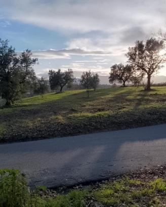 Terreno agricolo