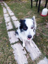 Border collie