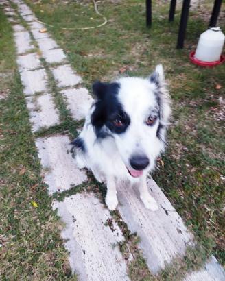 Border collie