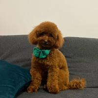 Barboncino Toy Red X Accoppiamento/Monte