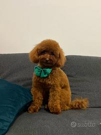 Barboncino Toy Red X Accoppiamento/Monte