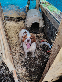 Cane da caccia Bredon