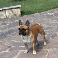 Bulldog francese x monta