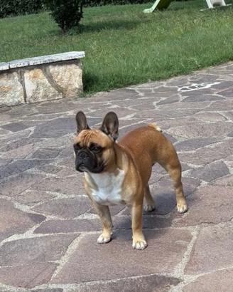 Bulldog francese x monta