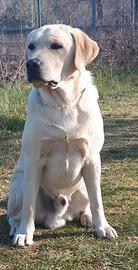 Labrador disponibile per monta accoppiamento