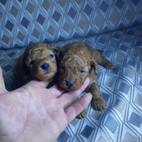 Mini toy di barboncini red brown e albicocca dispo