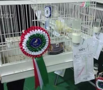 Canarini Arricciati del NORD e Arricciati del Sud