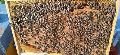 Famiglie di api pronte alla produzione - Gorizia