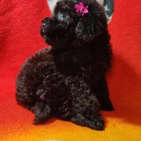 Barboncini mini Toy