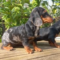 Cuccioli bassotti kaninchen