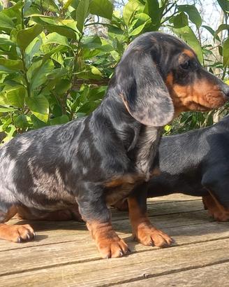 Cuccioli bassotti kaninchen