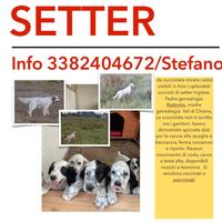 Cuccioloni di setter aviati