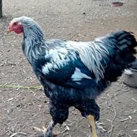 Gallo brahma selvatico argeto