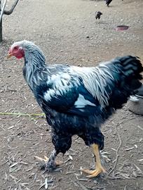 Gallo brahma selvatico argeto