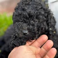 Barboncino nano Nero