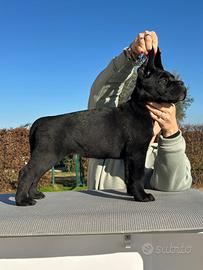Cuccioli di cane corso alta genealogia