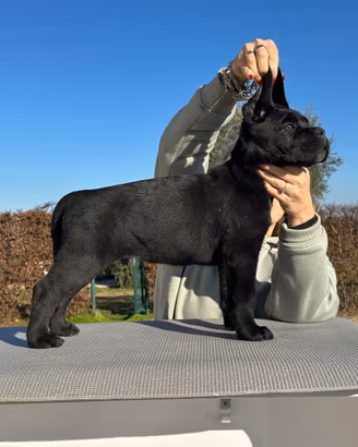 Cuccioli di cane corso alta genealogia