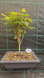 Bonsai di Acero Tridente Acer Buergerianum 112