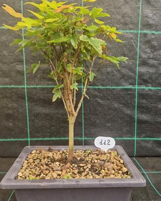 Bonsai di Acero Tridente Acer Buergerianum 112