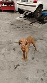 Splendido Visla a pelo duro con pedigree