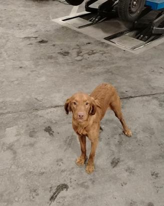 Splendido Visla a pelo duro con pedigree