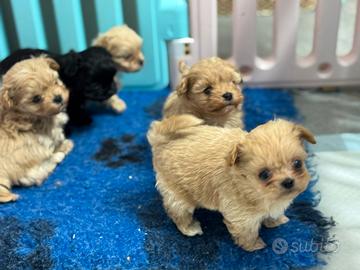 Maltipoo maschietti e femminucce