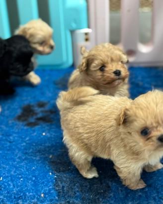 Maltipoo maschietti e femminucce