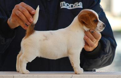 Jack russell terrier