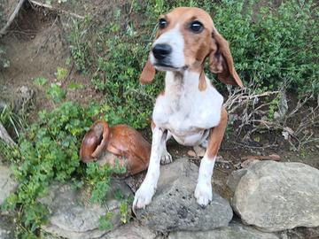 Cucciolone Segugio dell'Appennino