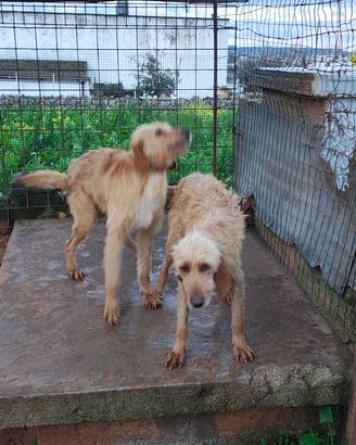 Segugio dell' appennino