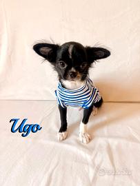 Chihuahua maschio a pelo lungo con pedigree enci