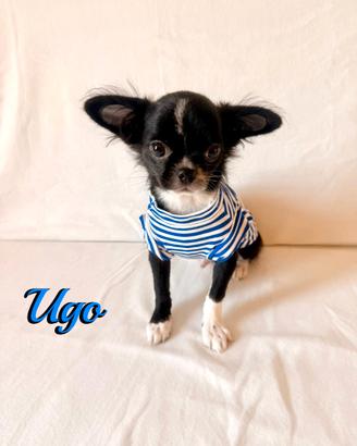 Chihuahua maschio a pelo lungo con pedigree enci