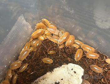 Isopodi per terrari bioattivi - colonia starter