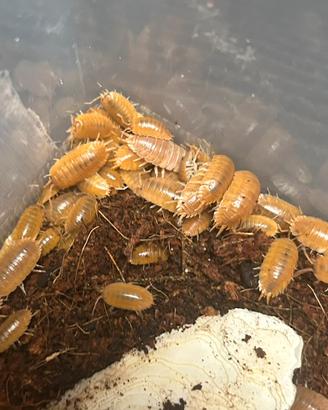 Isopodi per terrari bioattivi - colonia starter