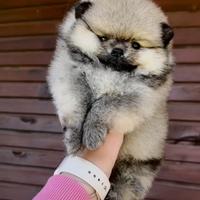 Disponibile alla prenotazione spitz di pomerania