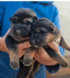 Cuccioli di pastore tedesco