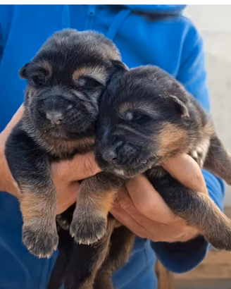 Cuccioli di pastore tedesco