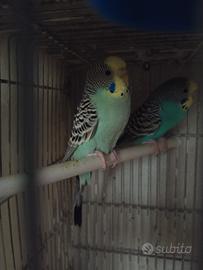 Ondulati di colore