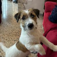 Jack russell