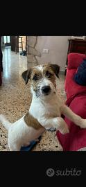 Jack russell