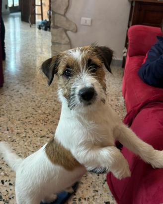 Jack russell