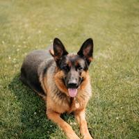 Splendida Femmina di Pastore Tedesco 12 mesi