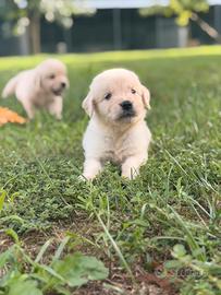 Golden retriver