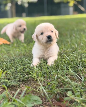 Golden retriver