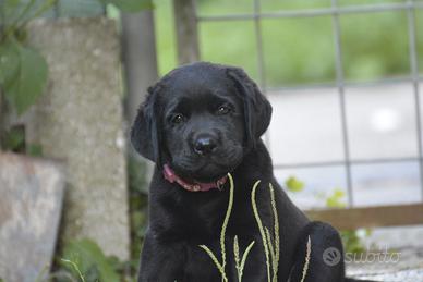 Cuccioli di LABRADOR per la fine dell'anno