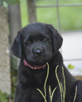 Cuccioli di LABRADOR RETRIEVER
