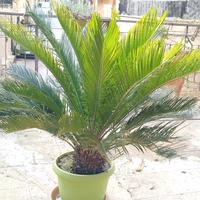 cikas pianta in vaso 